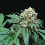 Peach Lassi Regular Seeds - 12-PTS-PL-REG-12