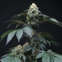 Peach Lassi Regular Seeds - 12-PTS-PL-REG-12