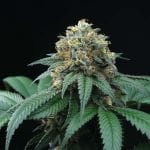 Peach Lassi Regular Seeds - 12-PTS-PL-REG-12