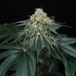 Peach Lassi Regular Seeds - 12-PTS-PL-REG-12