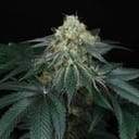 Peach Lassi Regular Seeds - 12-PTS-PL-REG-12