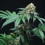 Peach Lassi Regular Seeds - 12-PTS-PL-REG-12