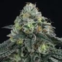 Bingsu Regular Seeds - 12-PTS-BING-REG-12
