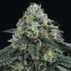Bingsu Regular Seeds - 12-PTS-BING-REG-12