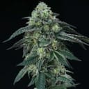 Bingsu Regular Seeds - 12-PTS-BING-REG-12