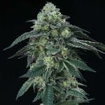 Bingsu Regular Seeds - 12-PTS-BING-REG-12