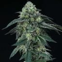 Bingsu Regular Seeds - 12-PTS-BING-REG-12