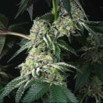 Bingsu Regular Seeds - 12-PTS-BING-REG-12