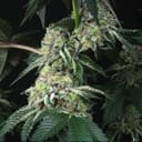 Bingsu Regular Seeds - 12-PTS-BING-REG-12