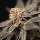 Cherry Tini Regular Seeds - 12-PTS-CT-REG-12