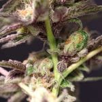 Cherry Tini Regular Seeds - 12-PTS-CT-REG-12