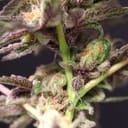 Cherry Tini Regular Seeds - 12-PTS-CT-REG-12