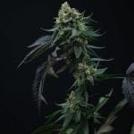 Lime Ozz Feminised Seeds - 6-PTS-LOZ-FEM-6