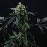 Lime Ozz Feminised Seeds - 6-PTS-LOZ-FEM-6