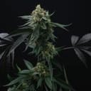 Lime Ozz Feminised Seeds - 6-PTS-LOZ-FEM-6