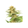 Friesland Regular Seeds - 12-SSSC-FR-REG-12