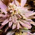 Brute Rose Feminised Seeds - 6-HS-061F-6