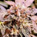 Brute Rose Feminised Seeds - 6-HS-061F-6