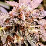 Brute Rose Feminised Seeds - 6-HS-061F-6