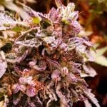 Brute Rose Feminised Seeds - 6-HS-061F-6