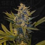 Melonsicle Feminised Seeds - 6+1-THS-MEL-FEM-6+1