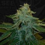 Melonsicle Feminised Seeds - 6+1-THS-MEL-FEM-6+1