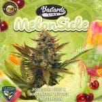 Melonsicle Feminised Seeds - 6+1-THS-MEL-FEM-6+1