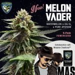 Melon Vader Feminised Seeds - 5+1-THS-MELV-FEM-5