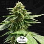 Melon Vader Feminised Seeds - 5+1-THS-MELV-FEM-5