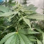 Melon Vader Feminised Seeds - 5+1-THS-MELV-FEM-5