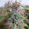 Honduras Regular Seeds - Breeders Pack - 30-ACEHON-BP-REG-30