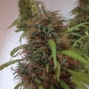 Honduras Regular Seeds - Breeders Pack - 30-ACEHON-BP-REG-30