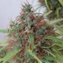 Honduras Regular Seeds - Breeders Pack - 30-ACEHON-BP-REG-30