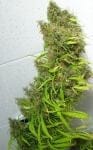 Honduras Regular Seeds - Breeders Pack - 30-ACEHON-BP-REG-30