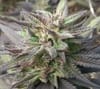Kali China Feminised Seeds - Breeders Pack - 20-ACEKLCH-BP-FEM-20