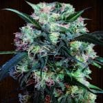 Kali China Feminised Seeds - Breeders Pack - 20-ACEKLCH-BP-FEM-20
