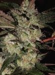 Kali China Feminised Seeds - Breeders Pack - 20-ACEKLCH-BP-FEM-20