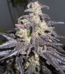Kali China Feminised Seeds - Breeders Pack - 20-ACEKLCH-BP-FEM-20