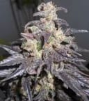 Kali China Feminised Seeds - Breeders Pack - 20-ACEKLCH-BP-FEM-20