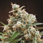 Nepal Jam Feminised Seeds - Breeders Pack - 15-ACE-NPLJM-BP-FEM-15