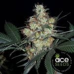 Nepal Jam Feminised Seeds - Breeders Pack - 15-ACE-NPLJM-BP-FEM-15