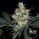 Nepal Jam Feminised Seeds - Breeders Pack - 15-ACE-NPLJM-BP-FEM-15