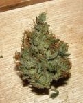 Nepal Jam Feminised Seeds - Breeders Pack - 15-ACE-NPLJM-BP-FEM-15