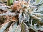 Nepal Jam Regular Seeds - Breeders Pack - 30-ACENJ-BP-REGU-30