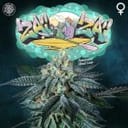 Zaizai Feminised Seeds - 6-PTS-ZZ-FEM-6