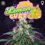 Lemon Curd Feminised Seeds - 6-PTS-LC-FEM-6