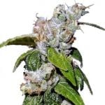 Green Haze 19 A5 Feminised Seeds - 5-ACEGH19FEM5