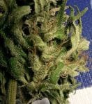 Green Haze 19 A5 Feminised Seeds - 5-ACEGH19FEM5