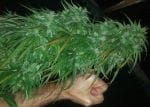 Green Haze 19 A5 Feminised Seeds - 5-ACEGH19FEM5