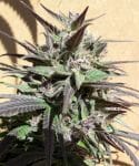 Purple Haze 23 A5 Feminised Seeds - 5-ACEPH23FEM5